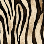 EPWZEB wild zebra