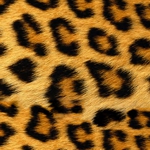 EPWLEO wild leopard